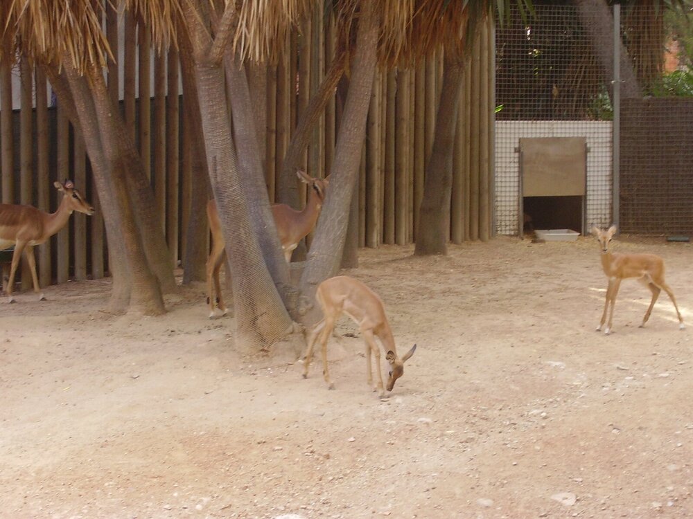 The inhabitants of the Barcelona Zoo