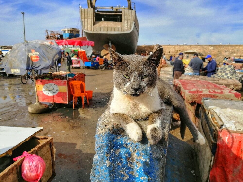 Позирующий кот в порту