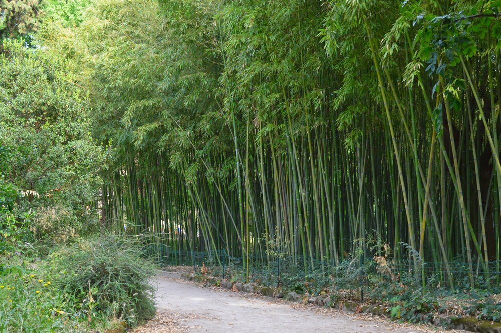 В японском уголке растет бамбук