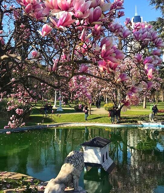 Цветение магнолии в парке Ихламур