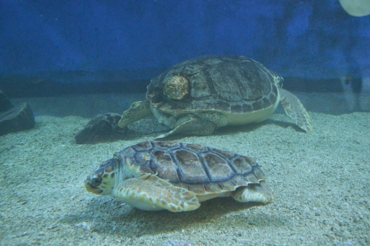 В Океанариуме лечат черепах и отпускают их обратно в море