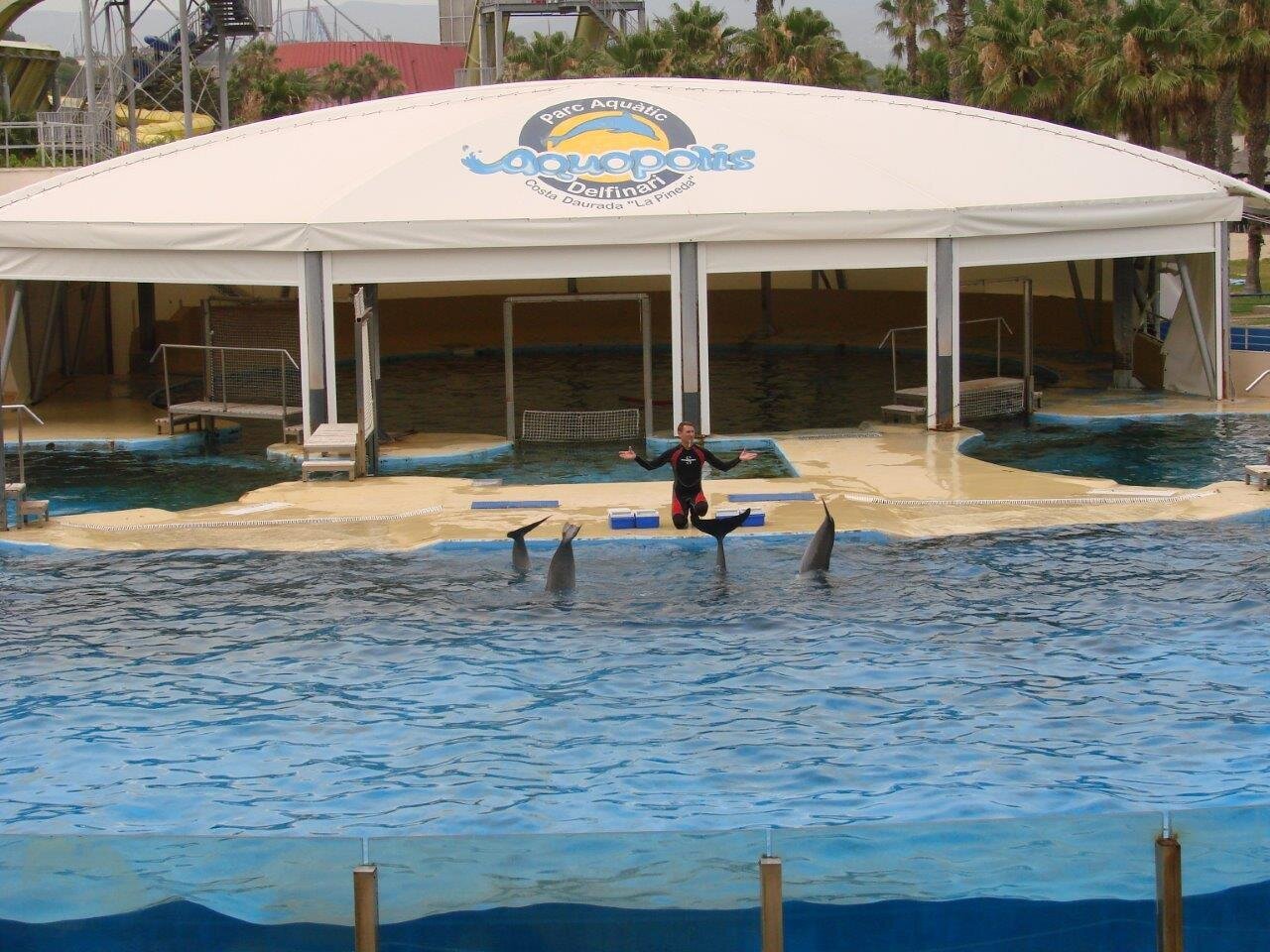 Представления дельфинов в Aquapolis