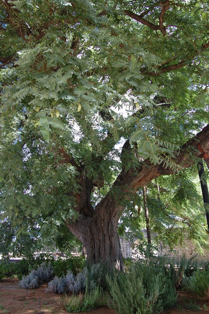 Огромное дерево породы Tipuana Tipu родом из Аргентины украшает территорию замка вот уже 200 лет