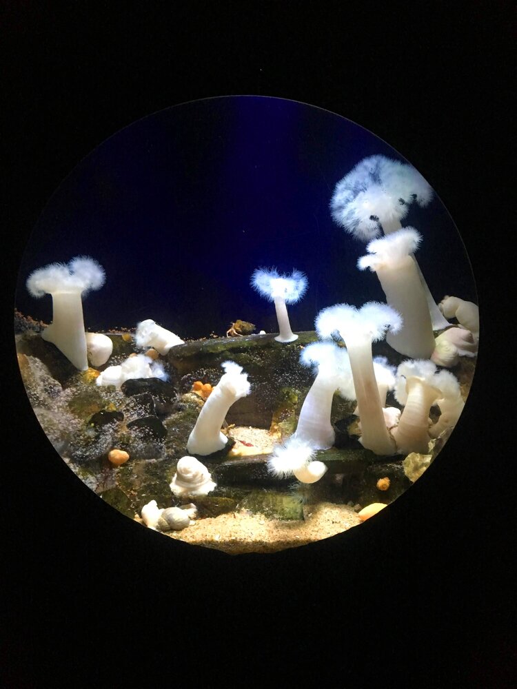 Морские грибы
