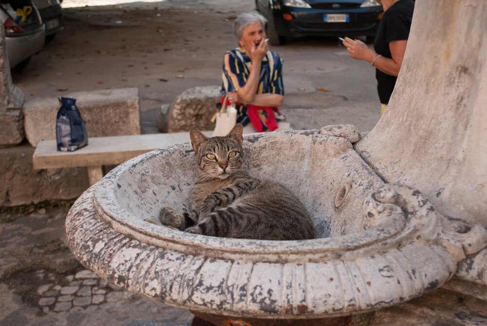 Кошки чувствуют себя хозяевами Старого города