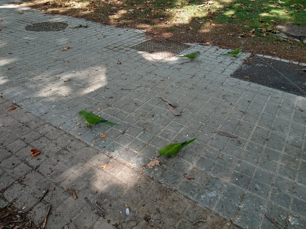 Попугаи в парке Цитадели