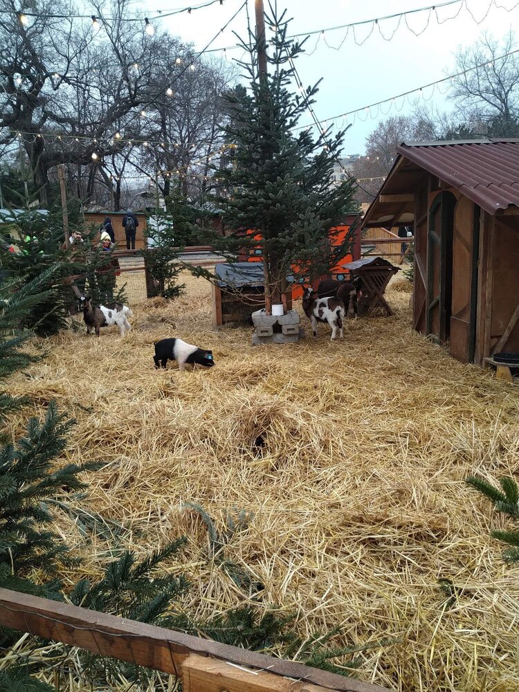Мини-ферма на рождественской ярмарке перед Карлскирхе