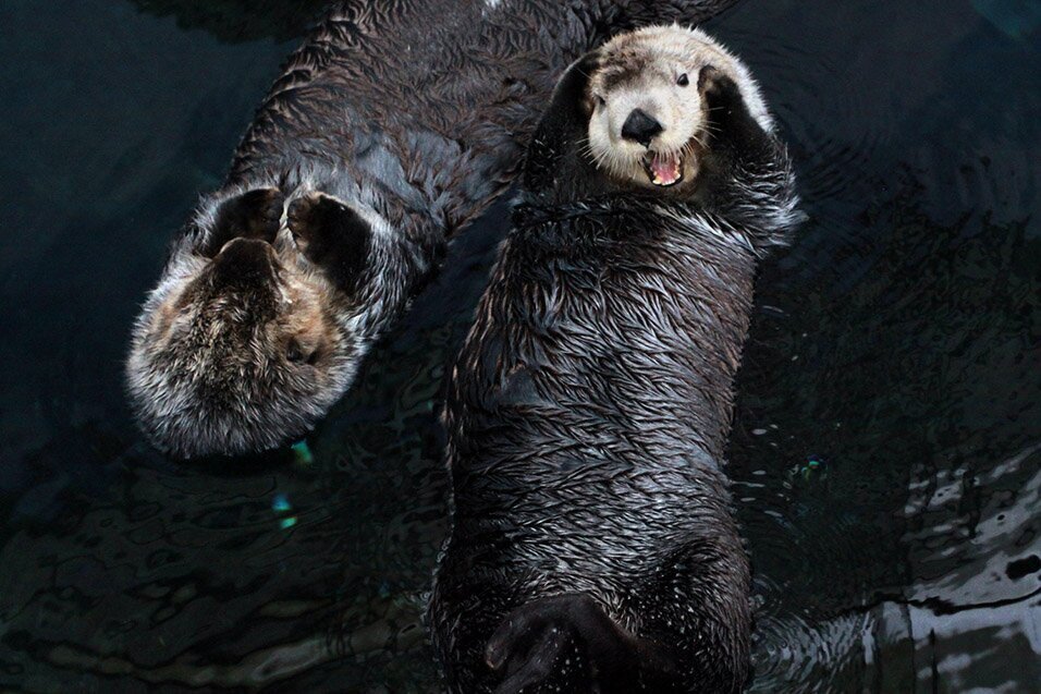 Sea otters will make even the most somber of oceanarium visitors laugh.