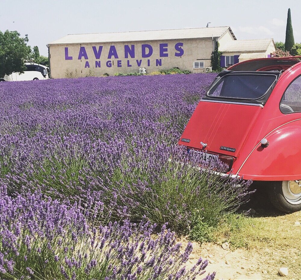 The lavender field by the Lavanda Angelvin store.