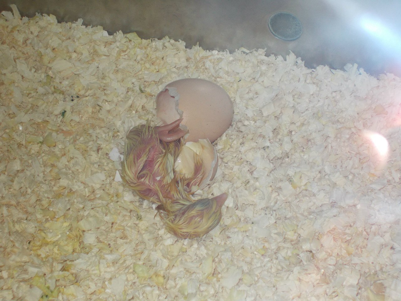 A chick just hatched from an egg.