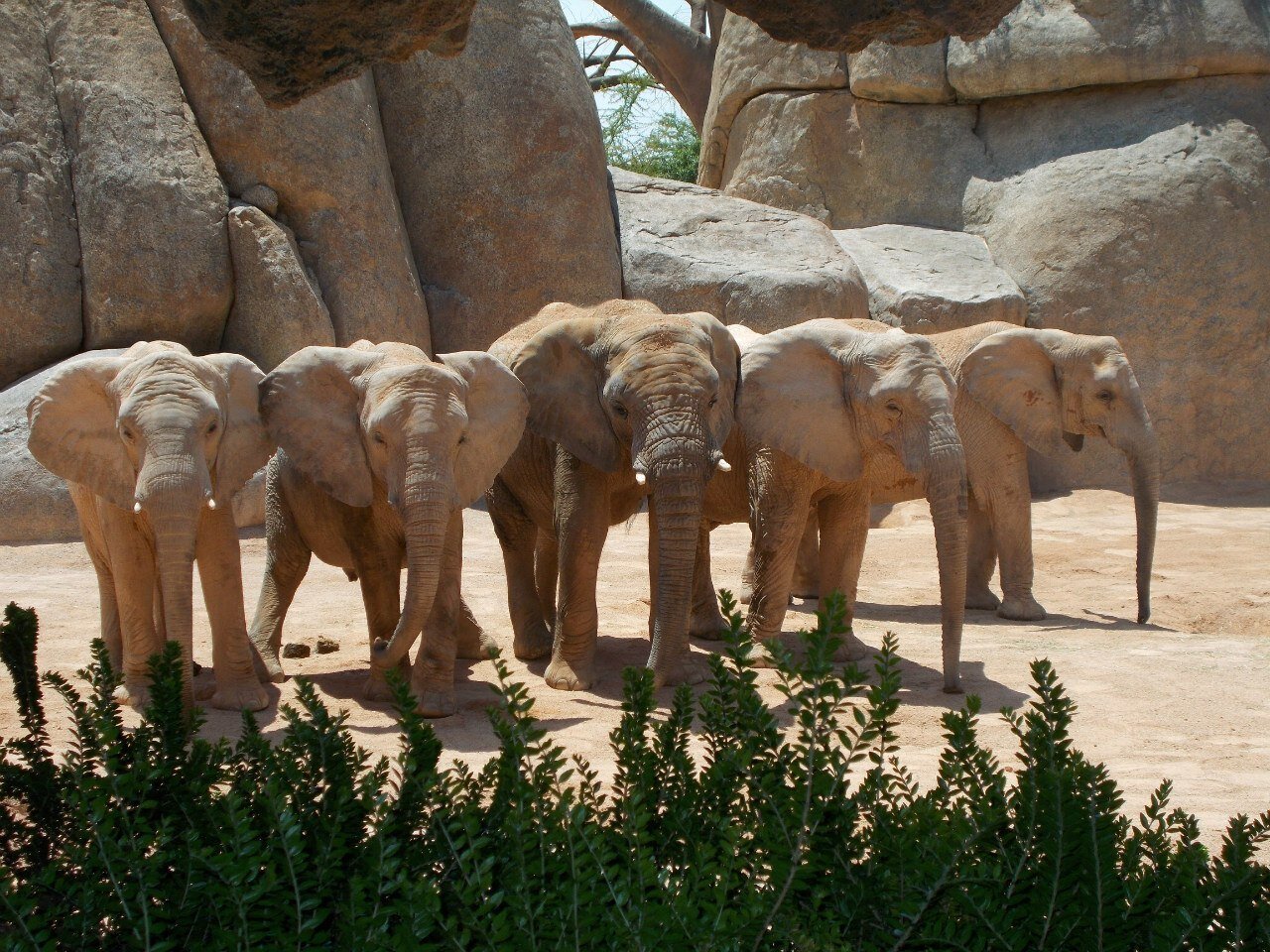 Elephants pose for photos with tourists