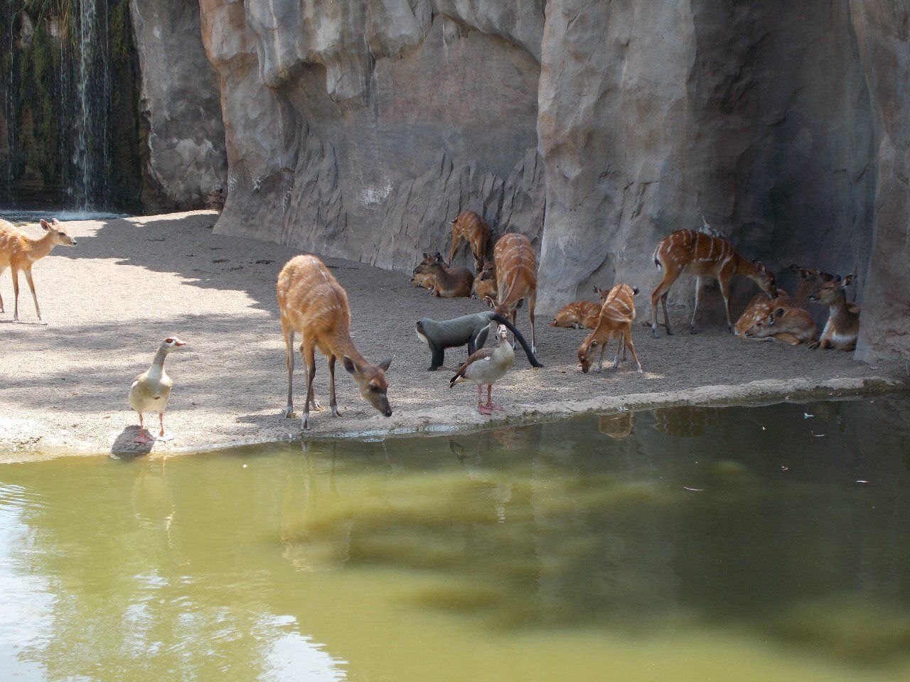 Roe deer, monkeys and birds live together in one area of the biopark