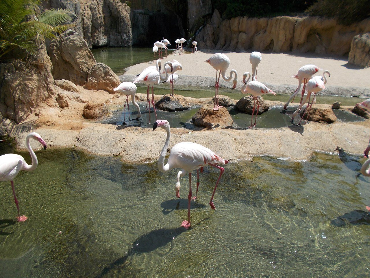 Pink flamingos occupy a large area, with only large fish living with them