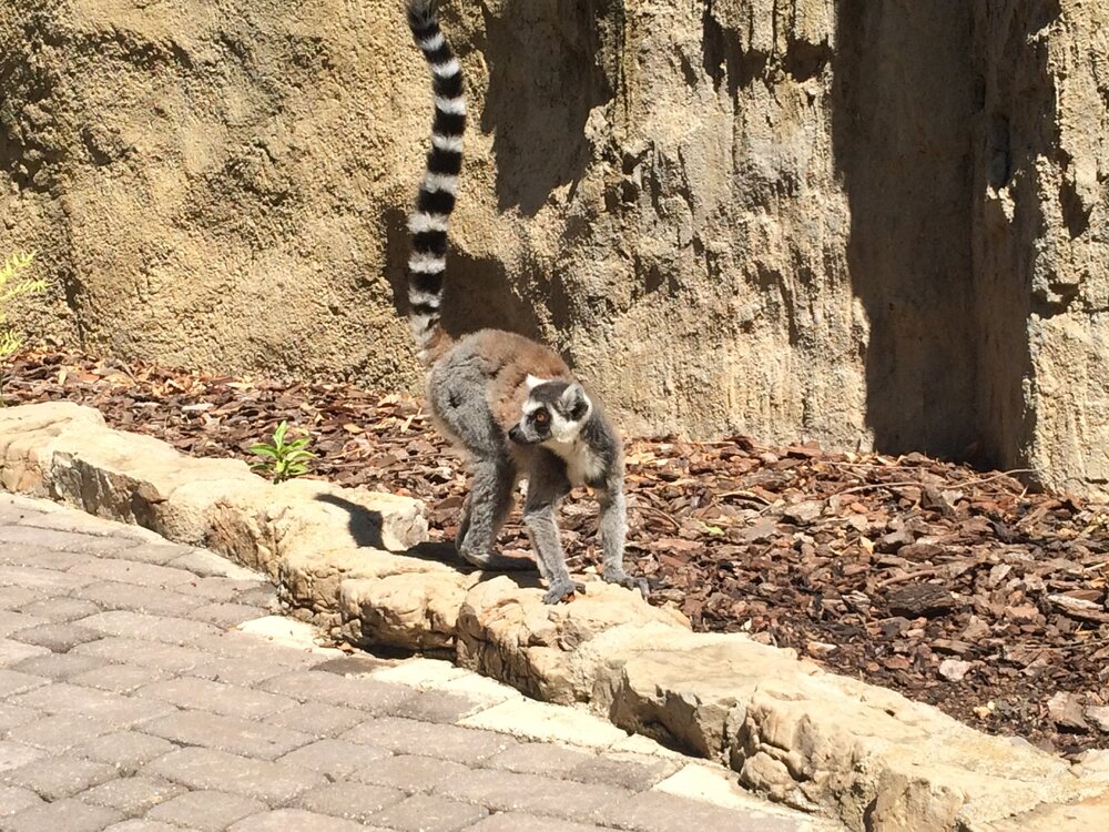 Lemurs can be touched