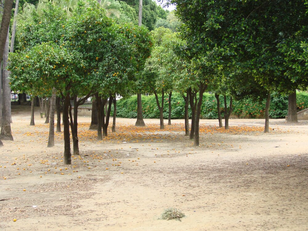 Orange trees in the park