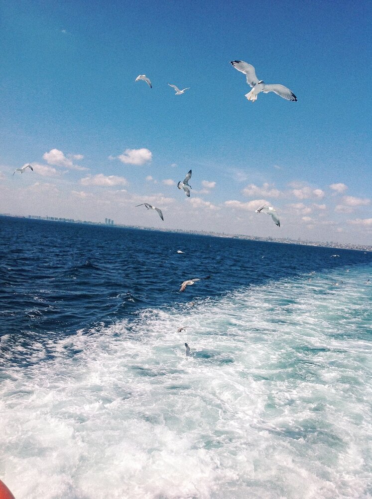 Seagulls accompany any ferry ride