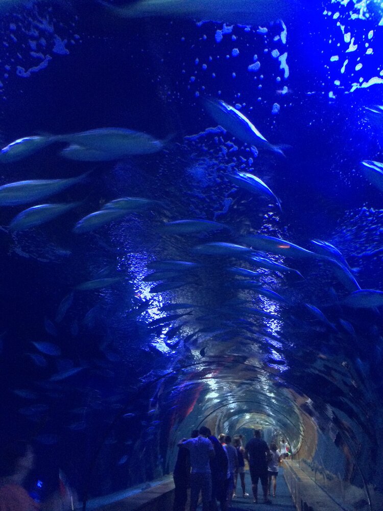 Тоннель-аквариум с акулами и скатами